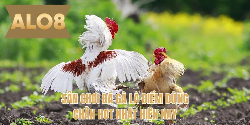Sân chơi đá gà là điểm dừng chân hot nhất hiện nay